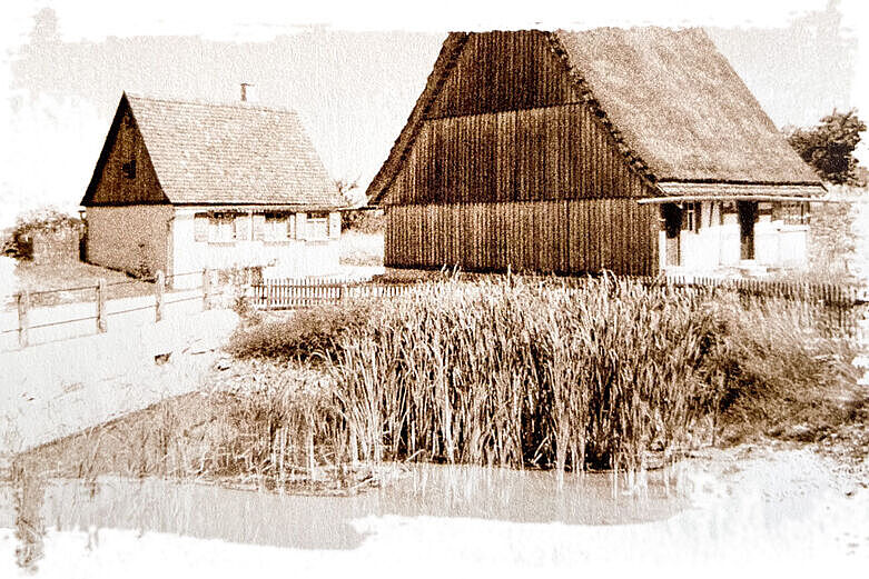 Teich mit Schilf bewachsen, im Hintergrund Häuser 