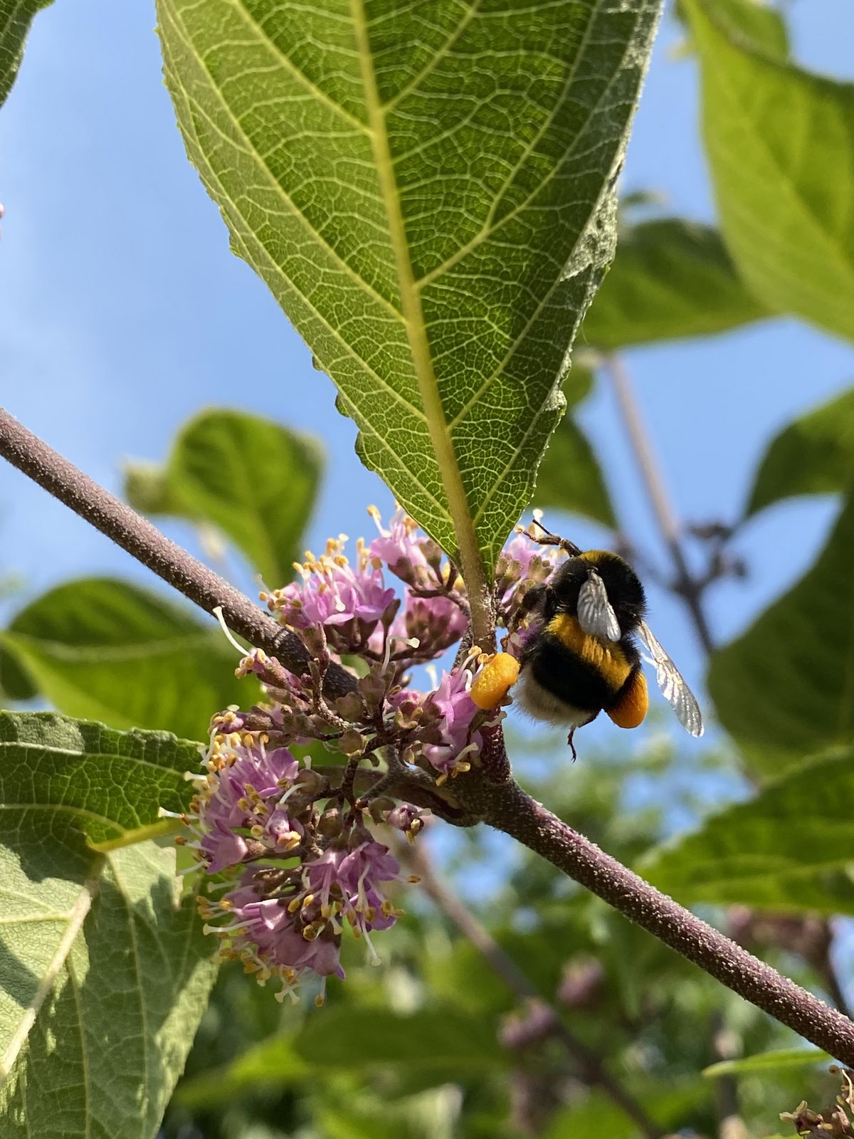 Eine Biene sitzt auf den Blüten eines Baumes