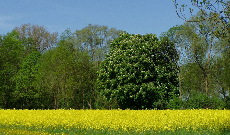 Landschaftsbild Donauried, Bäume mit Rapsfeld im Vordergrund