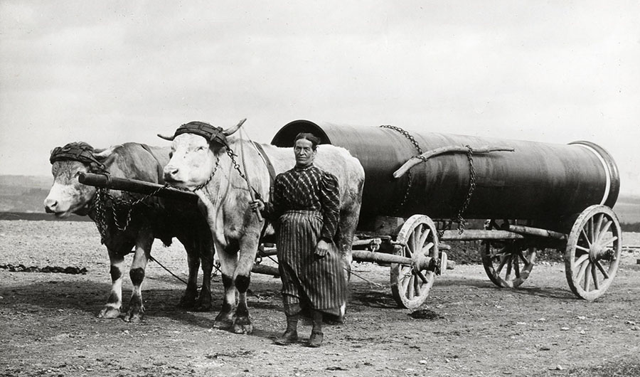 Altes Foto zeigt Rohrtransport mit Ochsengespann