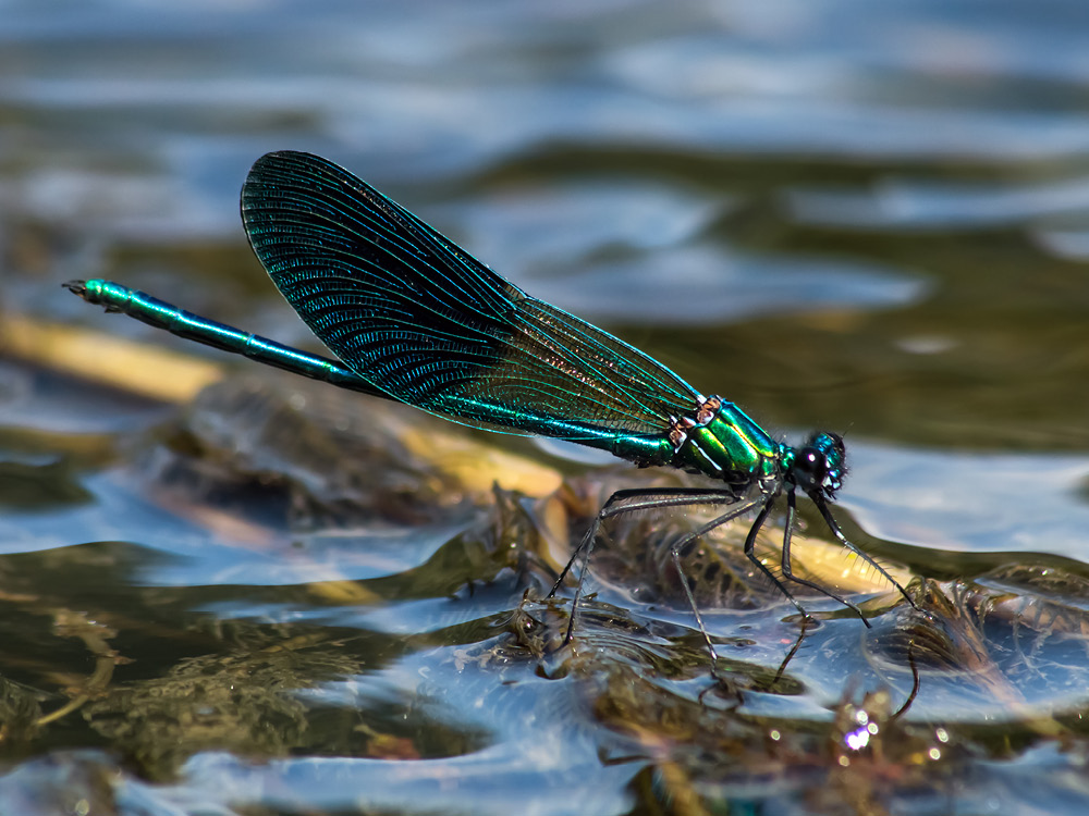 Libelle im Wasser Libelle im Wasser